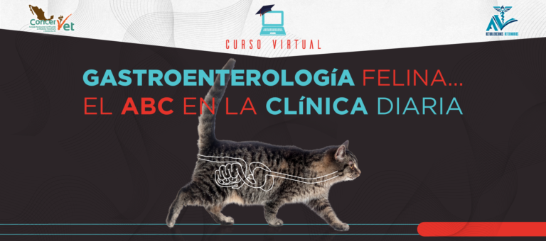 Gastroenterología Felina… El ABC en la clínica diaria