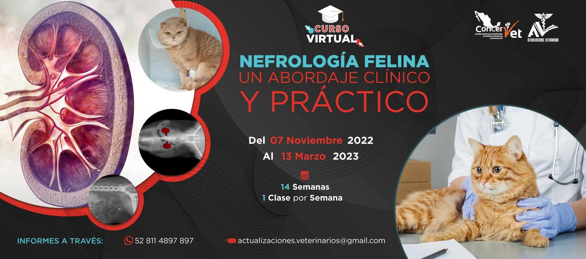 Nefrología Felina un abordaje clínico y práctico