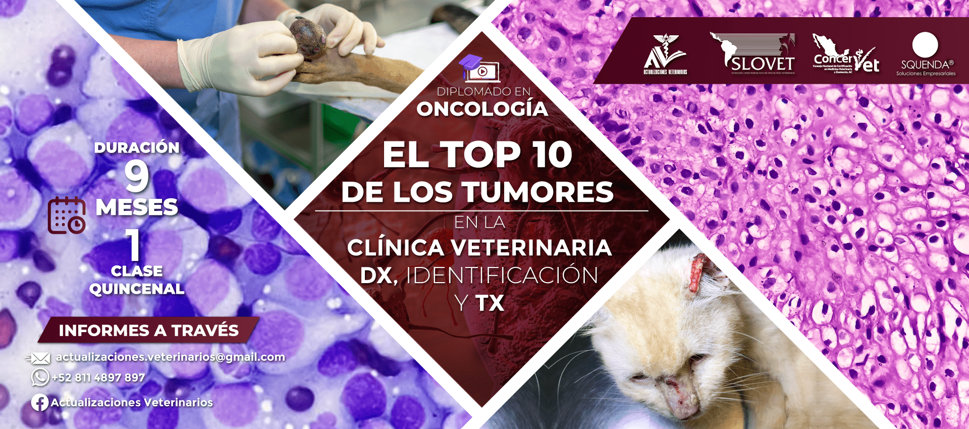 Diplomado en oncología el top 10 de los tumores
